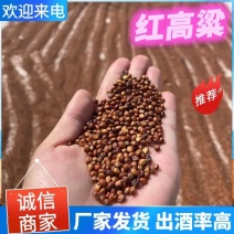 高梁红高梁酿酒磨面量大从优质量保证欢迎电联