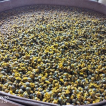 手工采摘微炒晒干野菊花