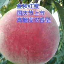 金秋红蜜桃树苗，晚熟高糖度品种，口味浓甜，包品种，包技术