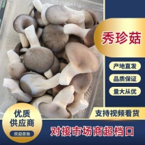 河北精品秀珍菇大量有货！全国发货！可视频看货，口感好