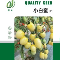 小白蜜樱桃番茄苗圣女果苗小西红柿苗白色樱桃番香甜多汁