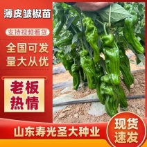 山东寿光皱皮椒苗大果薄皮皱椒四季可种质量保障诚信为本
