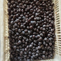 太行山无核黑枣