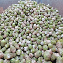四川精品大头菜荷包大头菜电商大量欢迎客户