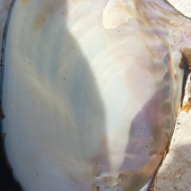 河蚌壳（现货）