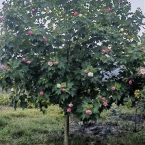 成都木芙蓉3公分5公分6公分8公分10公分12公分