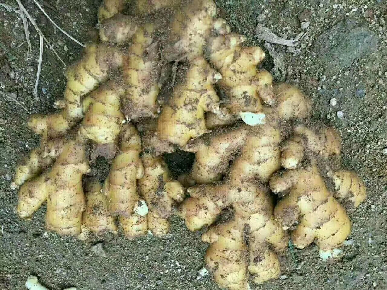 老姜真伪对比实验图：左侧为三年窖藏老姜粉（棕褐色、细腻油润、指尖捻开有明显油脂感）；右侧为普通干姜粉（浅黄褐色、干燥松散、无油光）；中间并列两份HPLC色谱图，箭头标出[6]-shogaol峰（老姜峰高为普通姜的5.1倍）