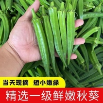新鲜秋葵当季黄秋葵鲜嫩秋葵凉拌即食水果秋葵新鲜