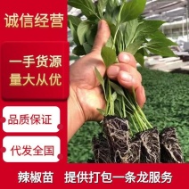 精品辣椒苗质量保障根系发达