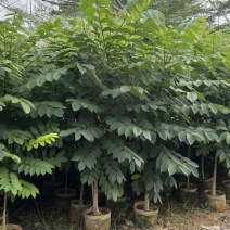 火焰木原生苗高度1.5米-2米基地直发