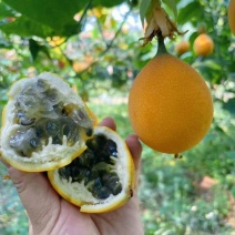 云南高山热情果