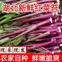 红菜苔紫菜苔湖北红菜苔精品红菜苔新鲜红菜苔