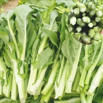 白菜苔白菜芯湖北白菜苔精品白菜苔新鲜白菜苔菜苔