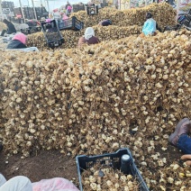 食用甜百合种球，基地直发，批发零售