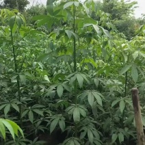 美丽木棉2-15分，大量低价出售