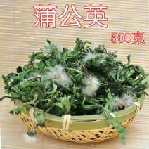 沂蒙山蒲公英蒲公英茶整棵带根带花新鲜晒干布布丁蒲公英
