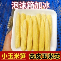 去皮玉米笋不带皮新鲜去皮小玉米仔商用火锅嫩小个玉米芯产地