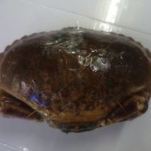 面包蟹，英国面包蟹，姜葱炒蟹，面包糠炒蟹，清蒸面包蟹