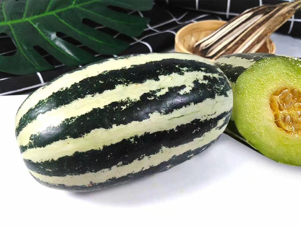 博洋9号甜瓜解剖结构特写,突出果肉质地、种子分布及汁液状态,体现其薄皮脆肉品种特性 博洋9号甜瓜横切剖面图:清晰显示网纹果皮厚度约2.5mm,果肉呈均匀浅橙色,中心腔小,种子周围凝胶状胎座饱满,汁液在切面形成细微水珠