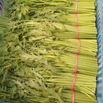 茼蒿菜蒿子杆河北精品茼蒿商超配货代发全国净菜加工