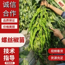 精品全螺螺丝椒苗大果辣椒苗尖椒苗太空椒苗苗场直发