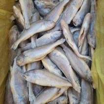 去肠去腮小黄鱼