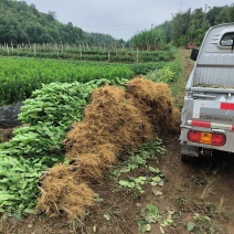 正宗川佛手苗大量出售，价格优惠，提供种植技术，可回收果子
