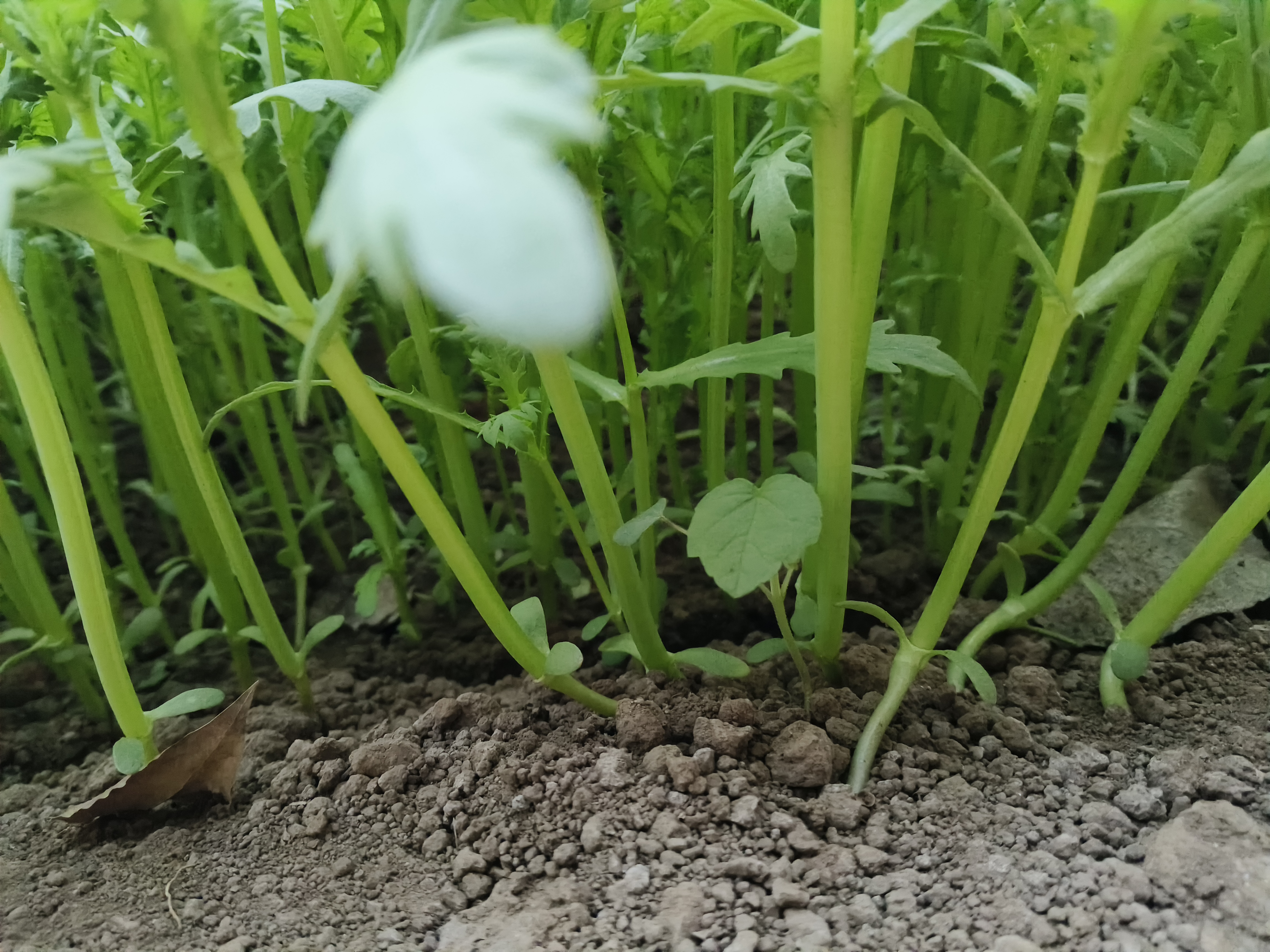 近距离拍摄的野蒿子杆植株特写,清晰显示其直立茎秆表面有细纵纹,羽状深裂叶片呈灰绿色,边缘具锯齿,叶背有细微绒毛,顶部可见未完全展开的嫩芽,背景虚化突出植物结构特征 野蒿子杆特写镜头展示其茎叶细节