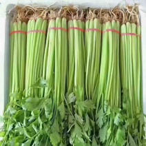 精品香芹，产地货源，飞全国，商超，批发商欢迎咨询