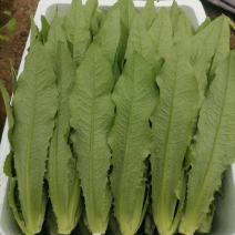 精品油麦，产地直发，对接各大商超批发商，欢迎咨询