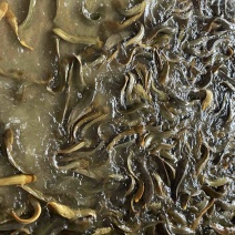 皇妃一号塘角鱼，本地三黄塘角鱼，大量批发，零售水产