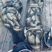 鲫鱼