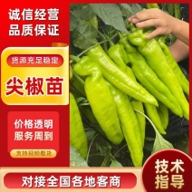 【尖椒苗】薄皮大果辣椒苗黄皮尖椒苗太空椒苗螺丝椒苗