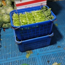 广东菜心