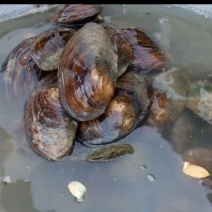 河蚌半壳