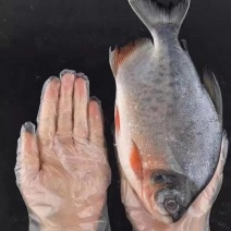 大个红鲳鱼，鲜活速冻无冰衣，3，4，5，6条
