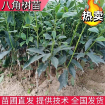 【八角树苗】高产八角嫁接苗直发提供技术全部都是经过嫁接好的
