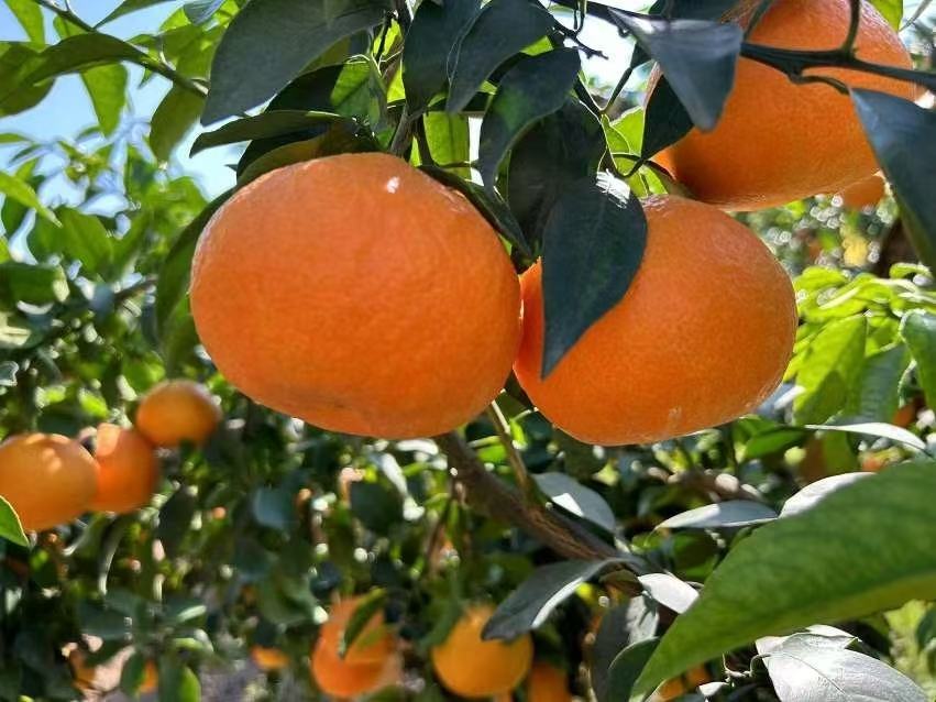 爱媛橙果实特写