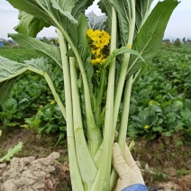 增城迟菜心