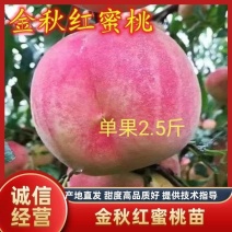 新品种桃树苗金秋红蜜桃特大桃子品种离核蜜桃苗