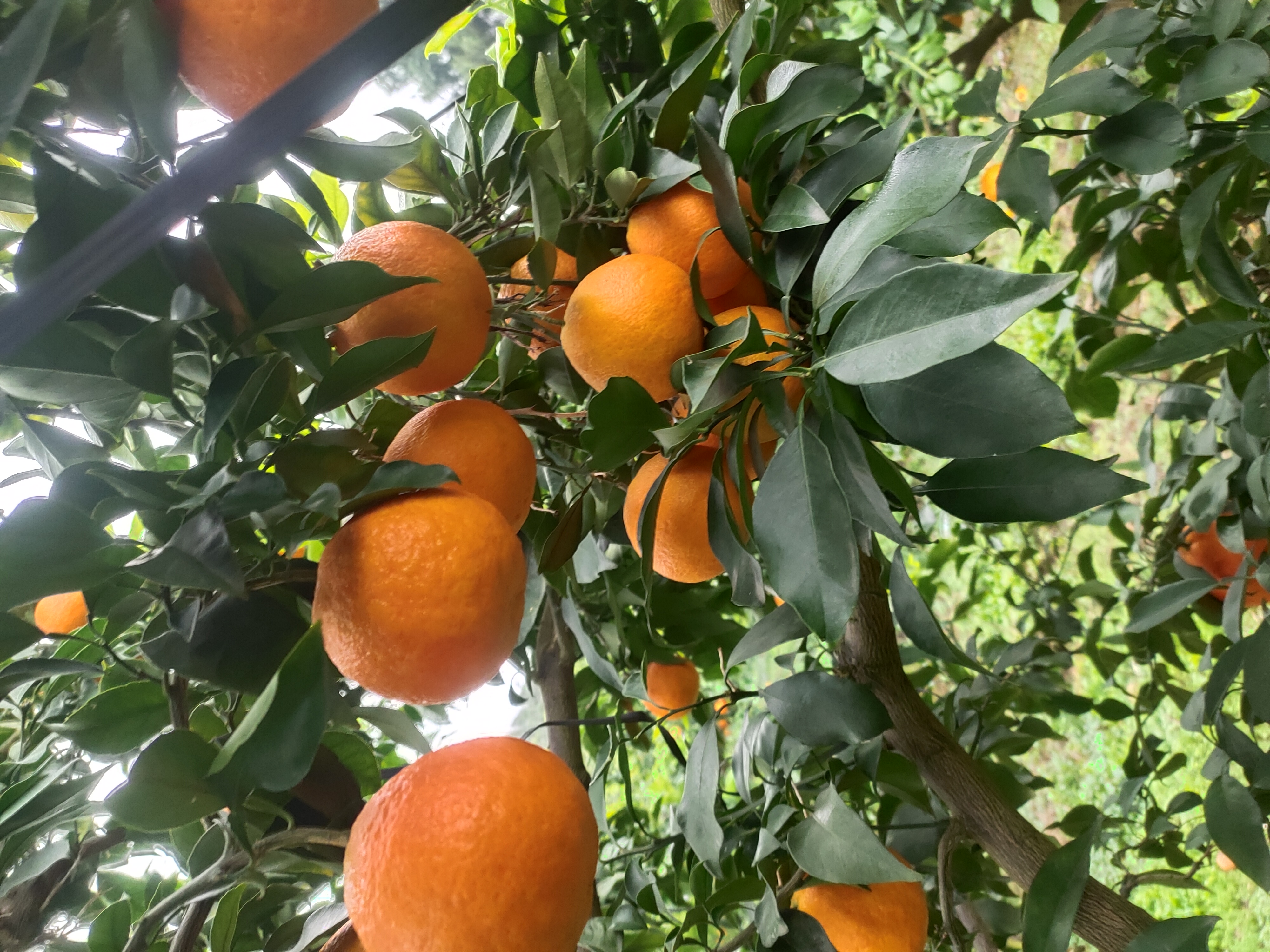 一片阳光明媚的山坡上,绿叶间挂满金黄色的爱媛橙,果实饱满圆润,树下有果农正在检查果实成熟度,背景为四川丘陵地貌,清晨薄雾缭绕,呈现出丰收在望的田园景象 爱媛橙果园全景图