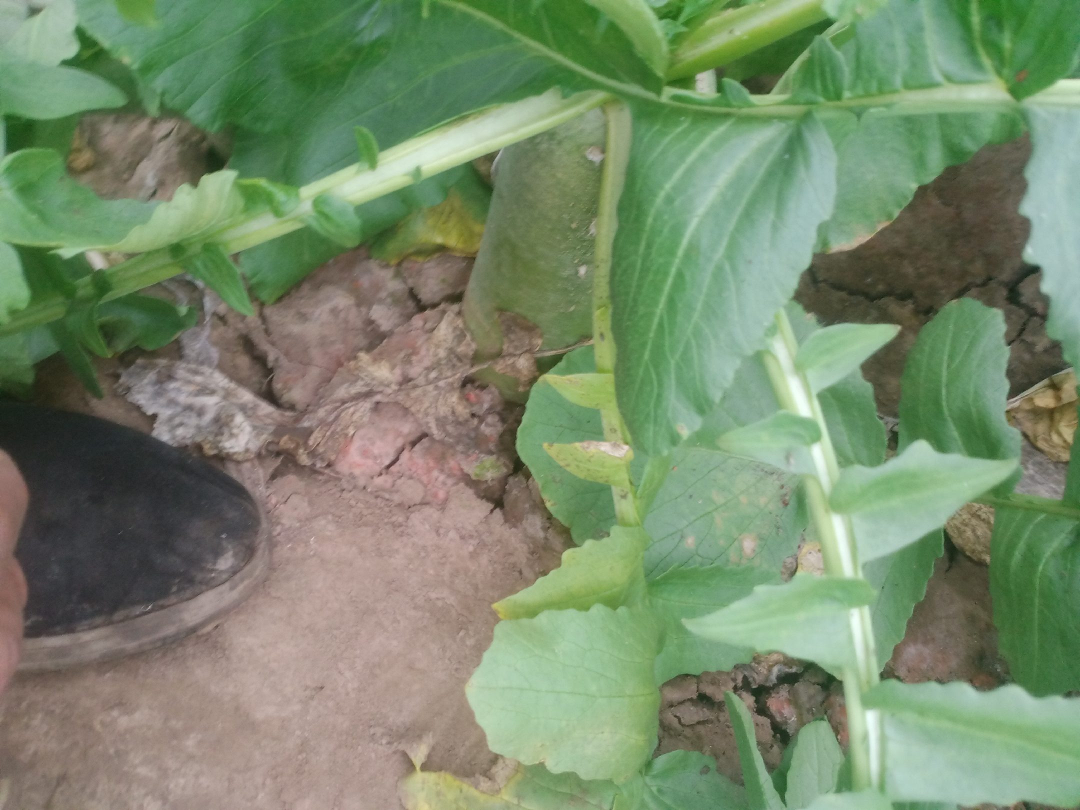 水果萝卜种植地