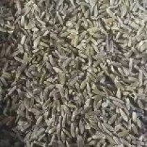 承德北苍术种子