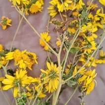 野菊花