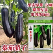 秦茄骄子绿蕚茄子种子粗长棒形茄子种子早熟绿肉好吃紫黑发亮