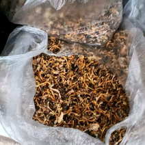 高山桂花菌野生供应品质保证一手货源诚信经营欢迎下单