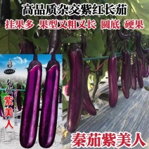高品质紫美人紫红长茄种子粗长高产蔬菜种籽春秋紫红色茄子