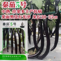 秦蔬长线茄种子白肉秦蔬5号茄子种子油黑亮丽长条形茄子种籽