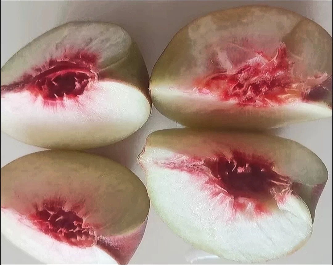 一颗成熟的雪岭冬桃被切开,露出晶莹剔透的乳白色果肉,汁水丰富,果核小而光滑,旁边摆放测量糖度的折光仪显示数值为19.5%,体现高糖度特性 雪岭冬桃果实特写