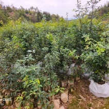 赤皮青冈袋苗两年生赤皮青冈袋苗红椆袋苗基地供应赤皮